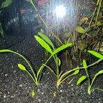 Cryptocoryne × willisii Hoja