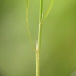 Agrostis canina ഇല