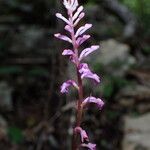 Cynorkis tryphioides Flor
