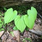 Dioscorea villosa Blad