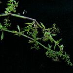 Galium rebae Elinympäristö