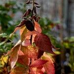 Rubus scaber Leaf