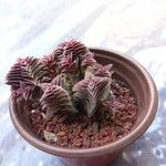 Crassula capitellaLeaf