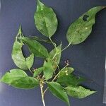 Dendropanax gonatopodus その他の提案