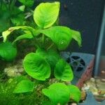 Anubias barteri Blatt