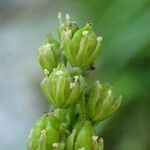 Tofieldia calyculata Flower