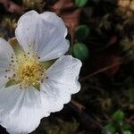 Rubus chamaemorus Habit