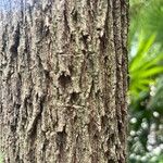 Melaleuca bracteata Bark