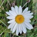 Leucanthemum heterophyllum 花