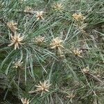 Pinus ponderosa その他の提案