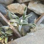 Antennaria dioica 葉