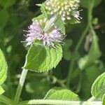 Mentha aquatica Floare