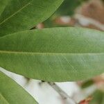 Rhododendron decorum Folha