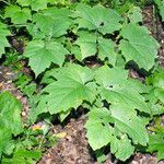 Actaea elata Leaf