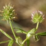 Trifolium strictum Flor