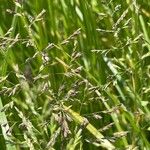 Poa pratensis Bleunienn