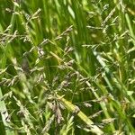 Poa pratensis Flower