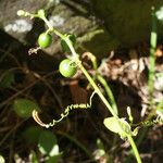 Cayaponia americana Fruit