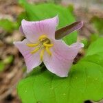 Trillium catesbaei Levél