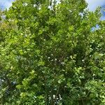 Quercus × rosacea Habitat