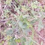 Crotalaria laburnifolia Leaf