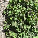 Oxalis exilis Hoja