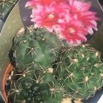 Gymnocalycium baldianum ഇല