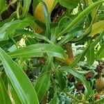 Nepenthes spp. Leaf