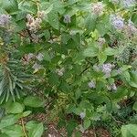 Ceanothus americanus Hàbitat