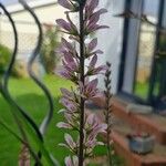 Francoa sonchifolia Flors