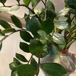 Zamioculcas zamiifolia Blatt