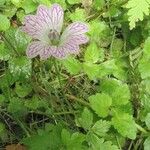 Geranium versicolor Blodyn