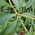 Rhododendron ponticum Bark