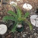 Encephalartos longifolius Hoja