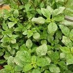Amaranthus blitum ഇല