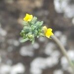 Linaria simplex Flower