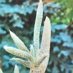 Astrophytum caput-medusae Folha