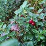 Vaccinium vitis-idaea Fruto