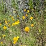 Helenium amarum Kvet