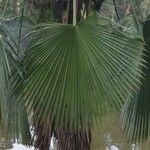 Pritchardia pacifica Leaf