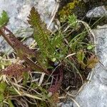 Pedicularis ascendens Leaf