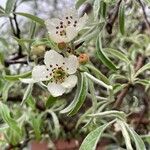 Pyrus salicifolia Flower