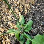 Arabidopsis thaliana Blad