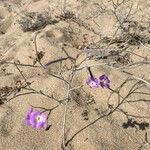 Matthiola tricuspidataFlower