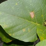 Erythrina globocalyx Lapas