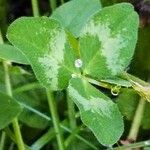 Trifolium pratense Лист