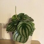 Peperomia argyreia Folha