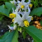 Solanum carolinense Kvet