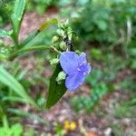 Tradescantia ohiensis Blüte