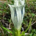 Gentiana algida Flor